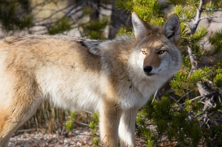 coyote-948817_960_720.jpg