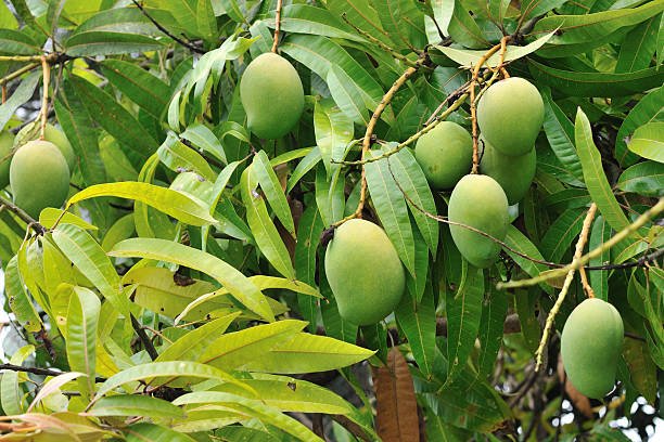 Mango Drying- Value Addition.jpg