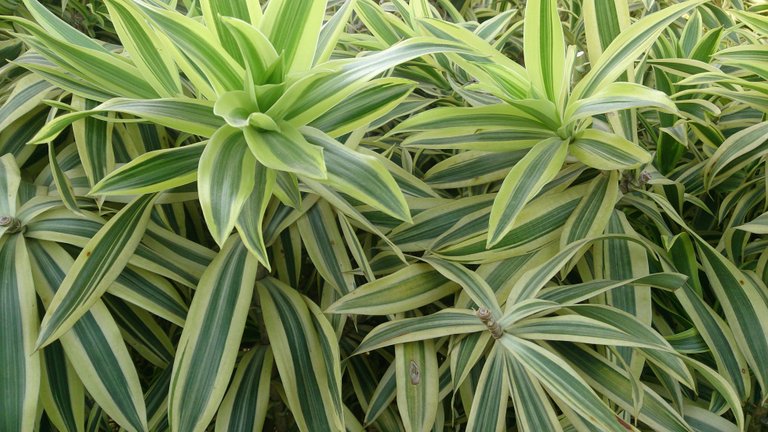 Dracaena_reflexa_Song_of_India.jpg