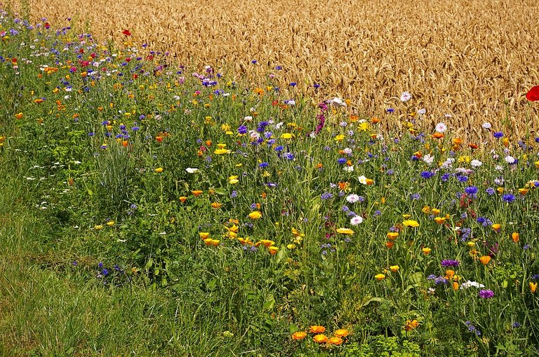 blumenwiese herrlich.jpg