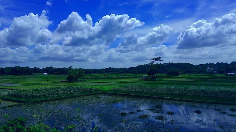 Autumn_in_Bangladesh.jpg