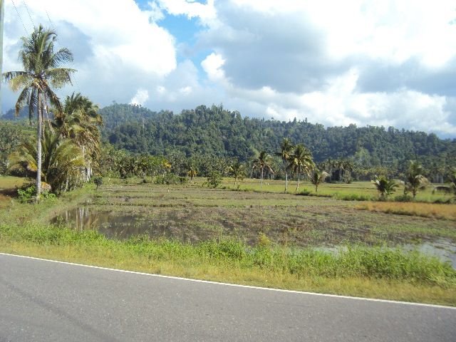 farmlot along ricefield.jpg