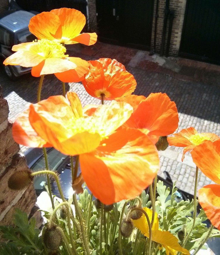 orange poppies window box.jpg