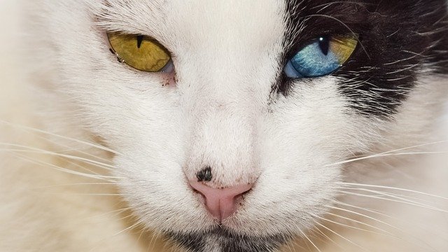 Awesome eyes and color.jpg