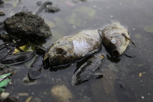 fish-in-polluted-water.jpg