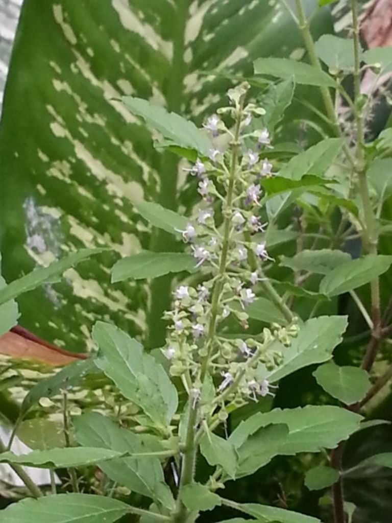 white flower3.jpg