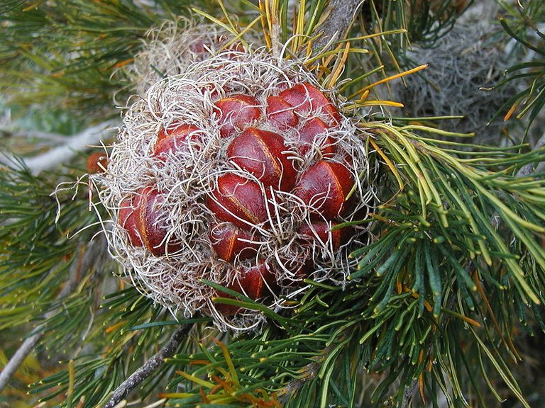 800px-Banksia_sphaerocarpa_foll.JPG