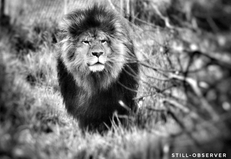 vancouver zoo lion bw.jpeg