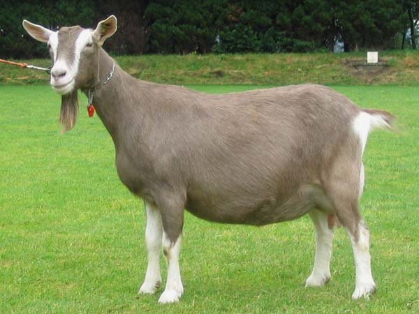 Toggenburg-breeds.jpg