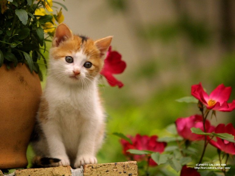 anak kucing imut di pot bunga.jpg