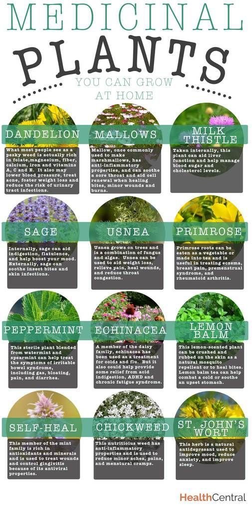 medicinal-herbs-healing-herbs.jpg