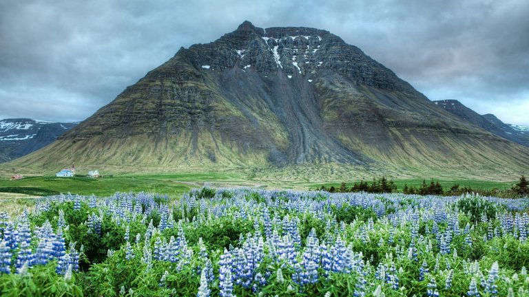 mountain-landscape-iceland-good-morning-grass-peaceful-blue-flowers-slope-meadow-lupin-sky-summer-mountains-nature-houses-beauty-beautiful-lovely-apple-wallpaper-1920x1080.jpg