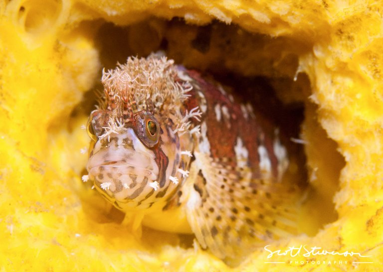 Mosshead Warbonnet-5.jpg