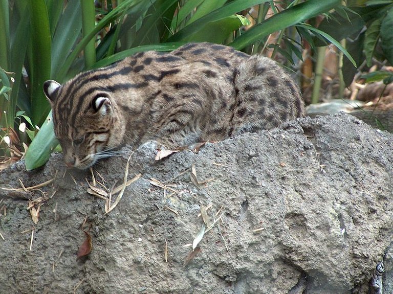 Fishing-Cat.jpg