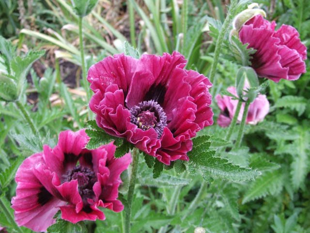 papaver-orientale-harlem-perennials-240038.jpg