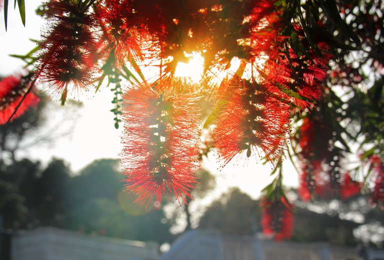 Callistemon citrynus