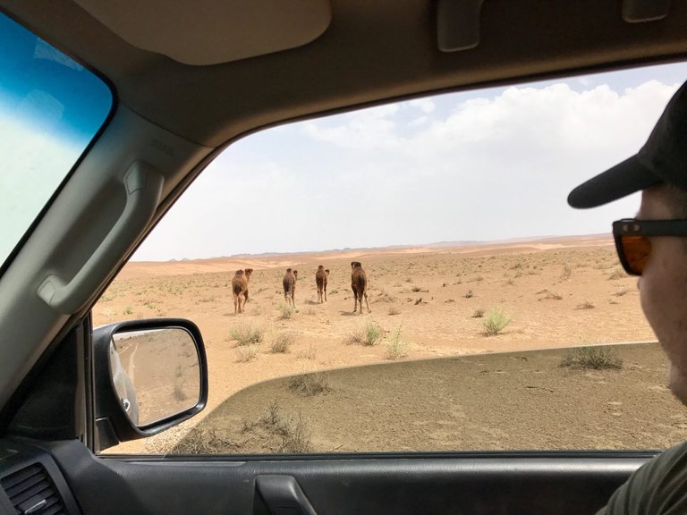 camels.jpg