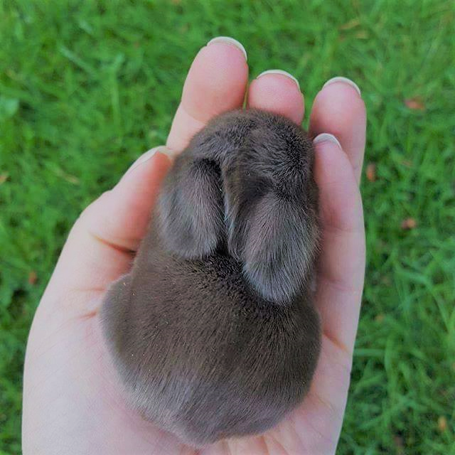 rabbit3.png