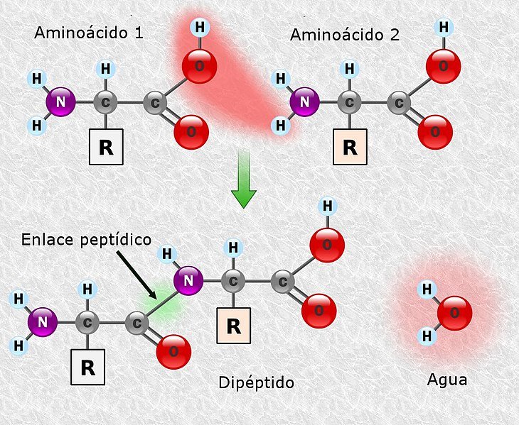 731px-Peptidformationball_es.jpg