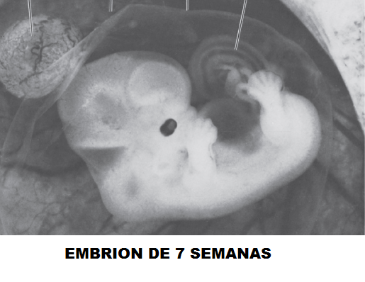 embrio.png