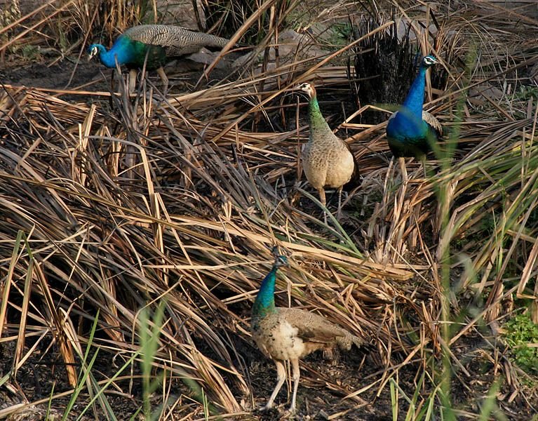 Indian_Peafowl_(Pavo_cristatus)_near_Hodal_W_IMG_6330.jpg