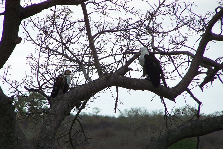 KNP Satara-Lower Sabi 2009 400.JPG