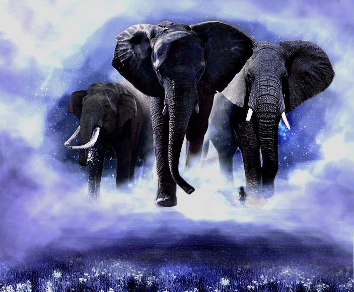 Elephants8.jpg