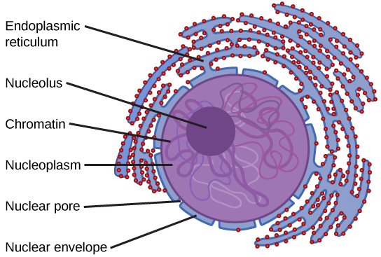 Figure_04_03_04.jpg