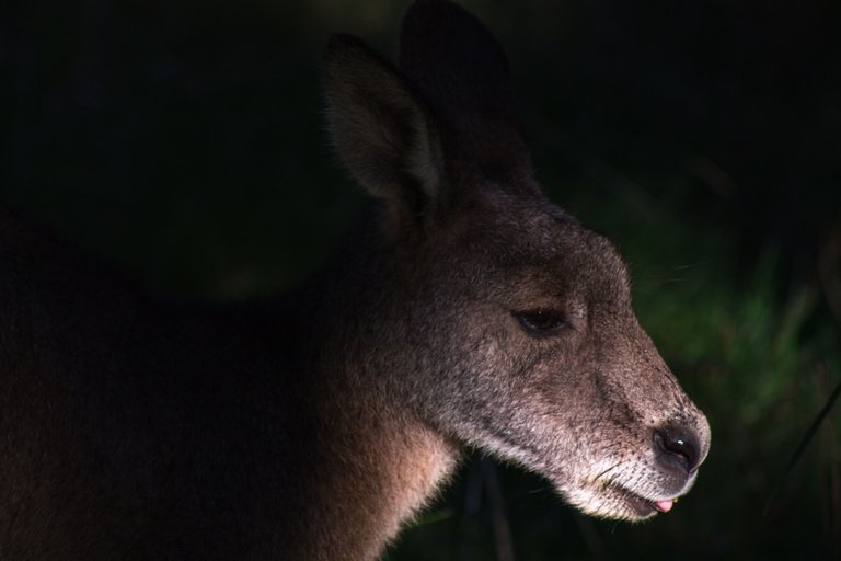 ArthursSeatKangarooHeadshotTongueOut.jpg