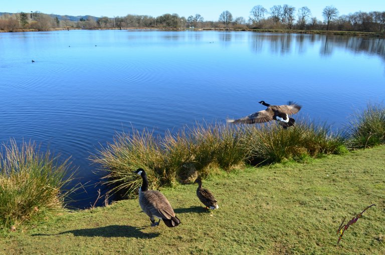 Canada Goose (Branta canadensis)