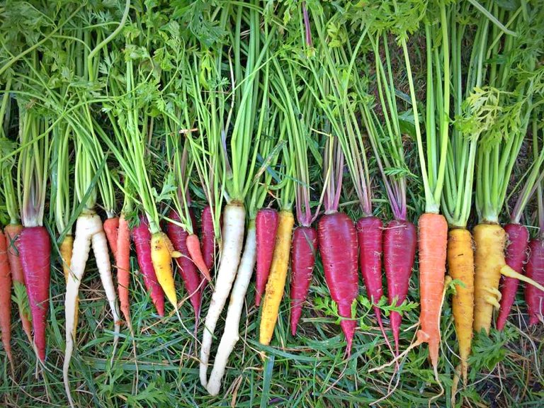 carrotlineup 2.jpg