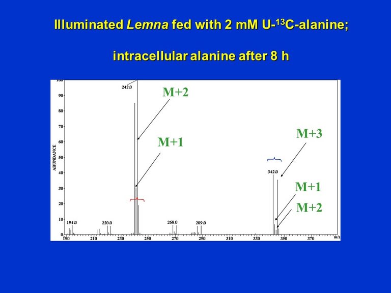 PlantMetabolicFluxAnalysis10.jpg