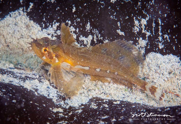 Silverspotted Sculpin-2.jpg