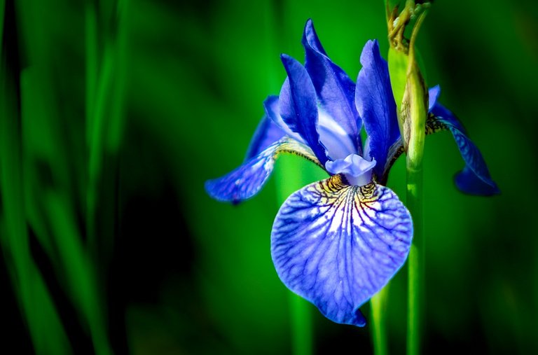 iris-2489438_960_720.jpg