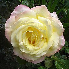 220px-Rose.A.Mailend1.jpg