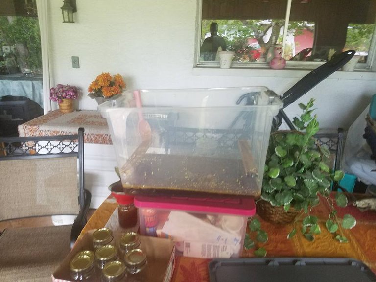 diy honey collection.jpg