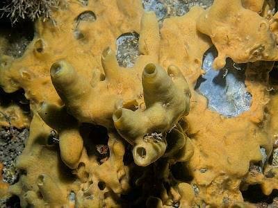 porifera.jpg