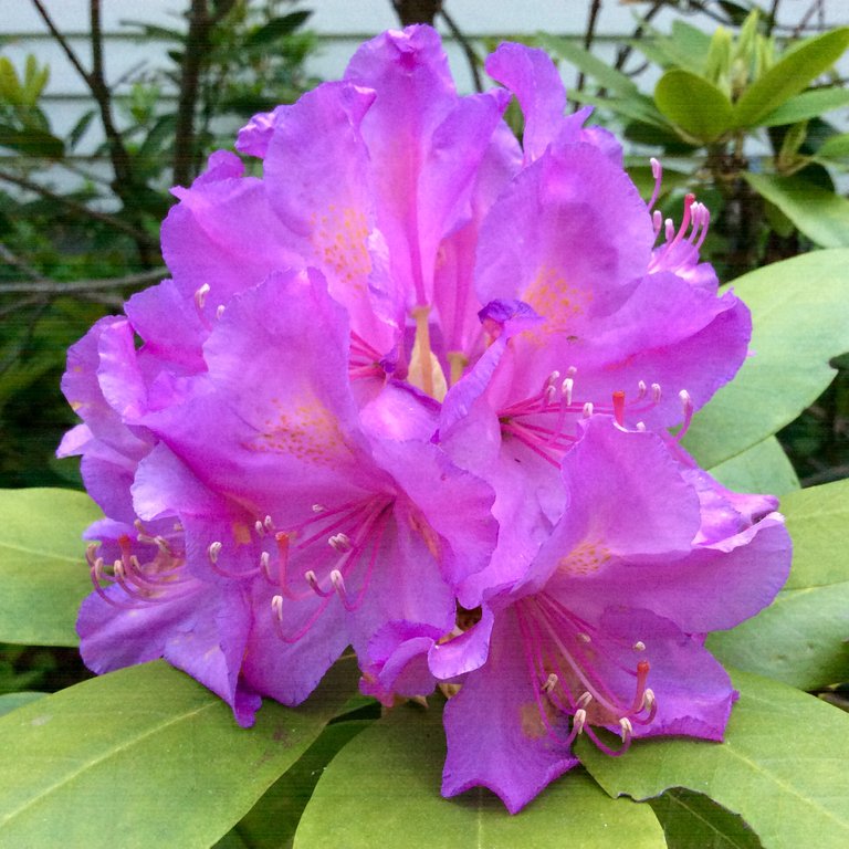 rhododendron.jpg