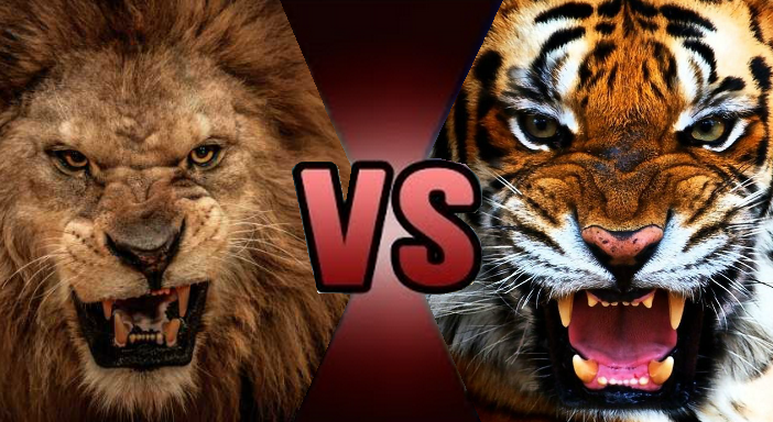 death_battle_thumbnail_lion_vs_tiger_by_kiryu2012-dbfhubd.png