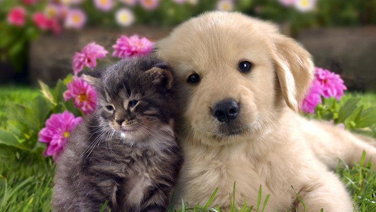 Cat-and-dog-animals-cat-cat-and-dog-dog-sewwt-full-hd-desktop.jpg