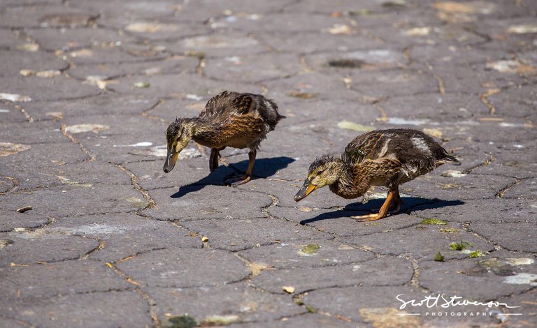 Mallard Ducks-1.jpg