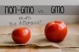 gmo tomatoes.jpeg