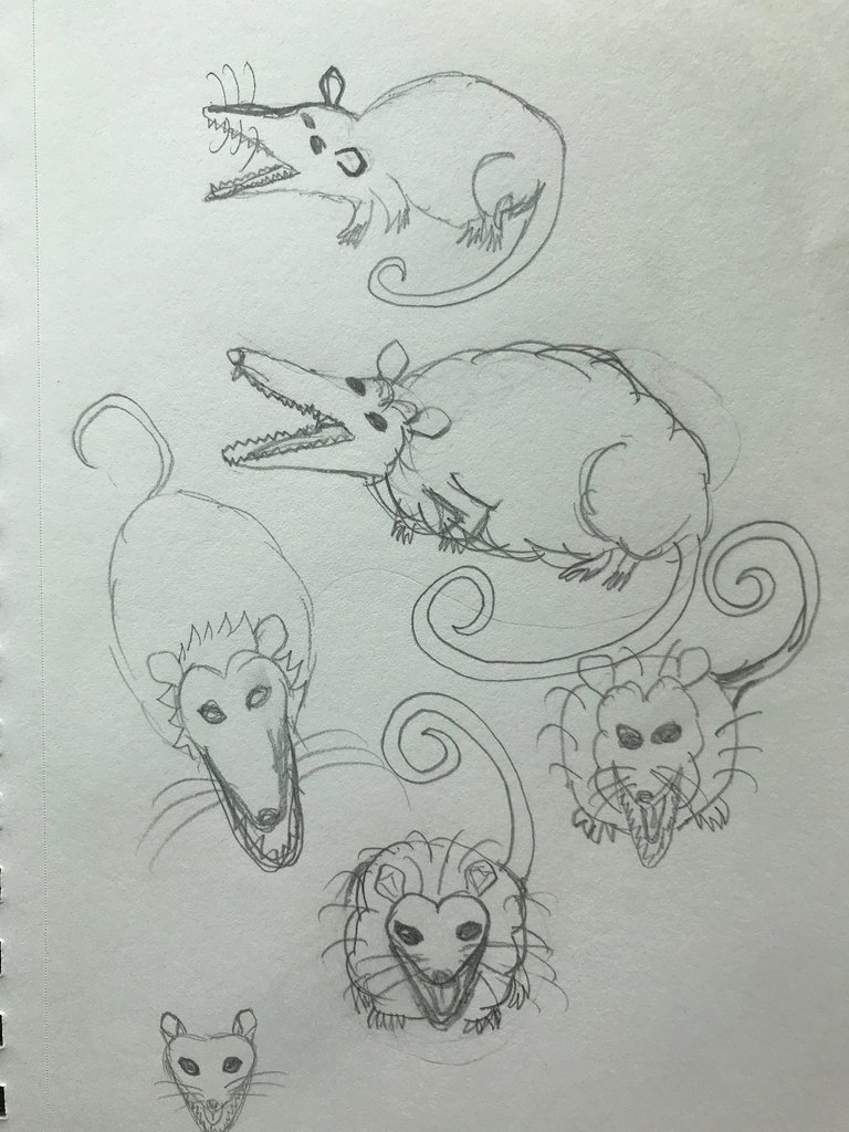 possums pg 3.jpg