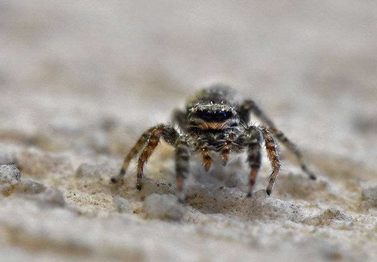 jumping spider eyes macro.jpg