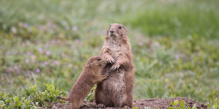 prairie-dog_tom-foster.png