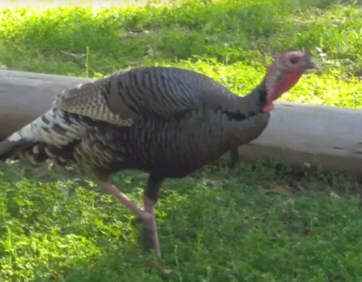 turkeys.jpg