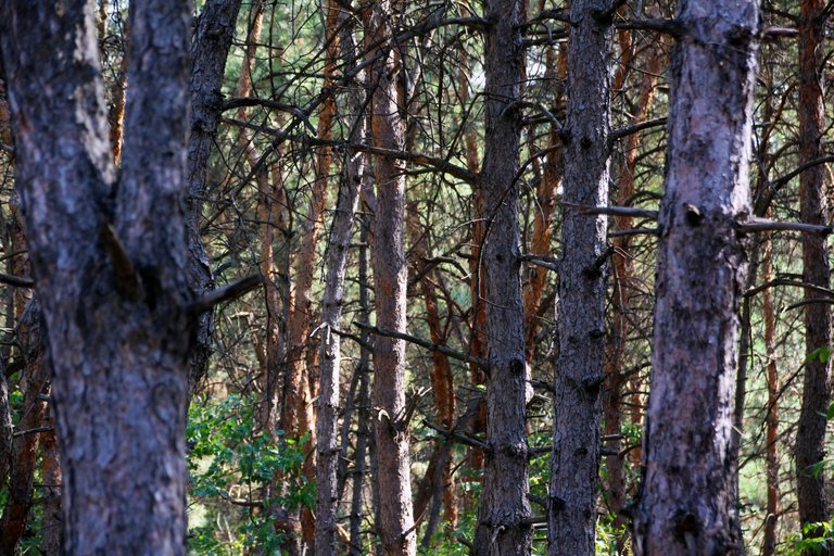 Pine forest in Ukraine