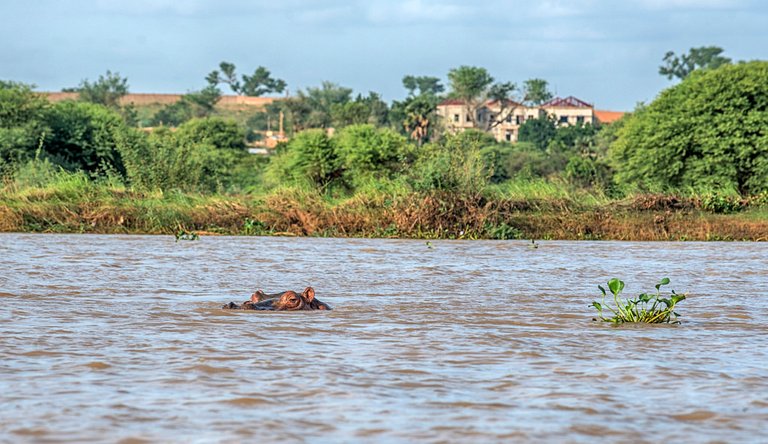 river niger.jpg