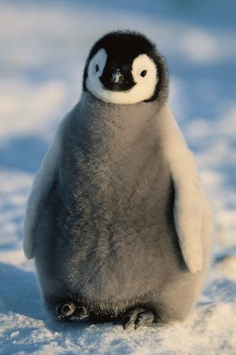 92fb2e031df943d53008c3fa946662f3--penguin-baby-cute-penguins.jpg