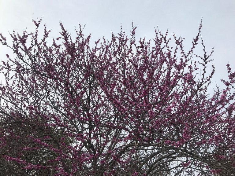 redbud.jpg